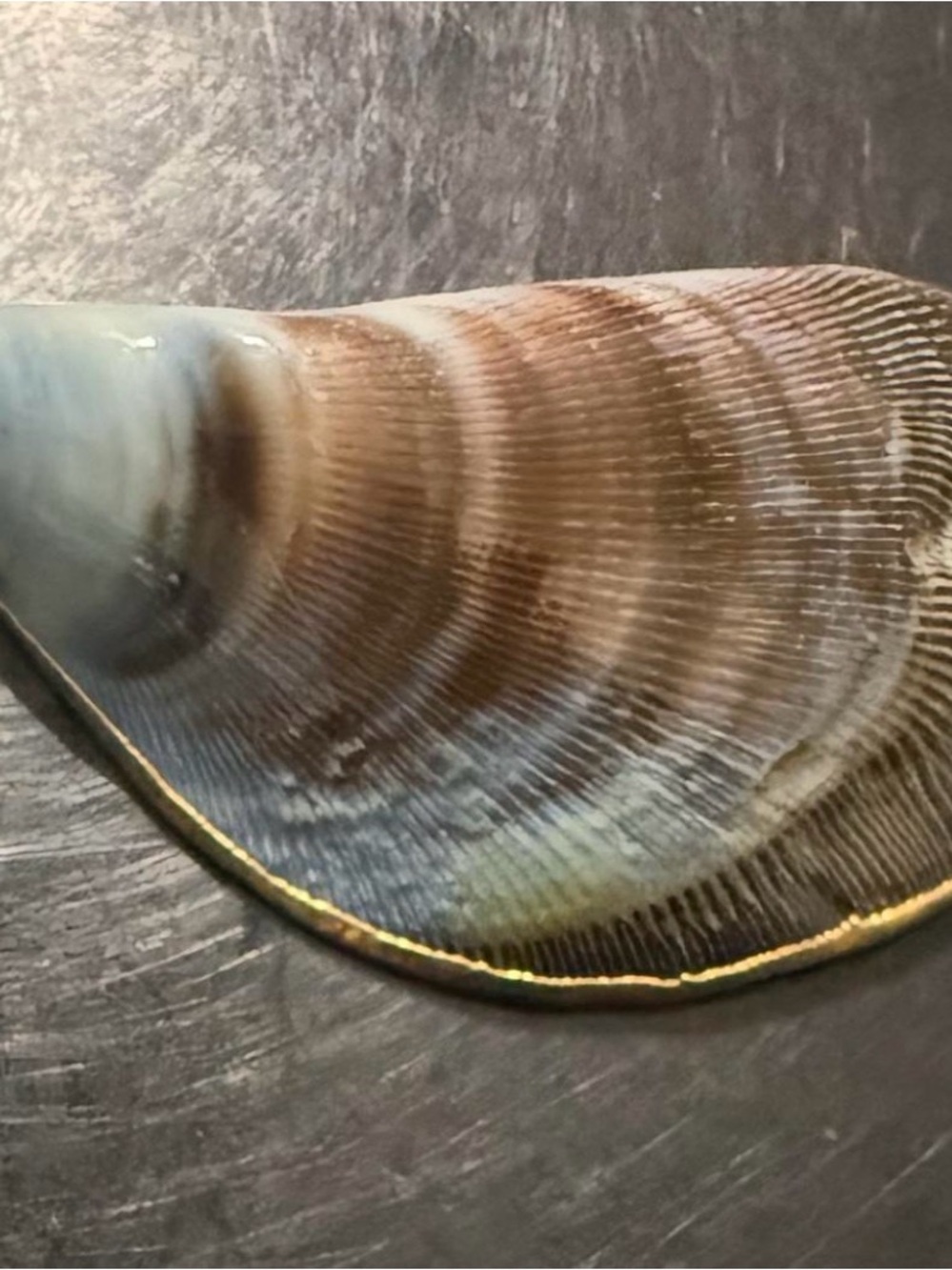 Decorative Shell Pendant in Brown, Blue and Cream with Gold Edge